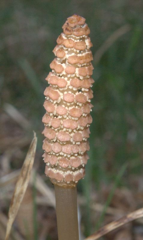 Equisetum arvense